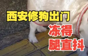 北方降温到底有多冷？西安小狗出门冻得腿直抖！