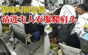 猫咪叼回老鼠钻进主人衣服爬肩头，朋友：当时他吓一跳
