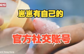香港为大熊猫幼崽设官方账号 网友催更称根本看不够
