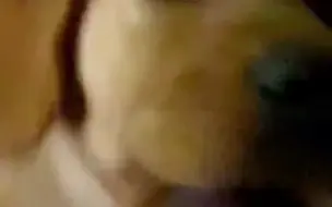 狗狗深夜想上厕所叫主人开门 网友：这声“妈妈”叫得好清晰