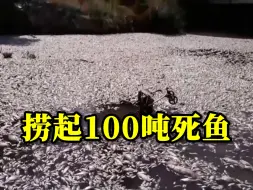 希腊旅游胜地出现超100吨死鱼堵塞港口，当地进入紧急状态