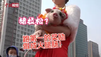 重庆荣昌举行“猪拉松”，小猪快跑现实版！ 网友：跑第一名的奖励做成火腿肠！