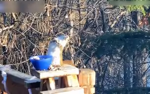 松鼠吃发酵梨子后酩酊大醉