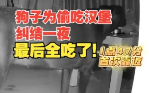 太挣扎了！狗狗为偷吃4个汉堡纠结一夜！