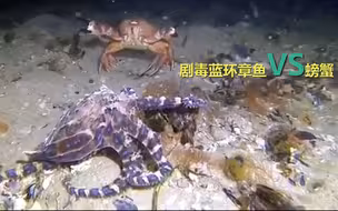 就不杀就是玩！剧毒蓝环章鱼和螃蟹在海底激烈大战