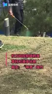 神操作！学校喷液体化肥黄草地立刻变绿