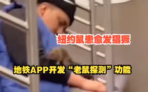 纽约鼠患愈发猖獗，不到65年间老鼠数量猛增800%，地铁APP开发“老鼠探测”功能