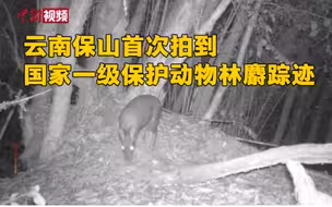 你见过林麝吗？云南保山首次拍到一级保护动物林麝
