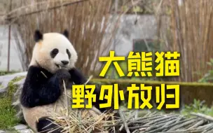 大熊猫的“归家”路
