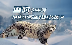 戳视频，查看雪豹“点亮”了哪些技能~