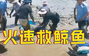 中国火速救鲸鱼视频传到国外 网友反手就做了一张图