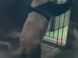 大熊猫下班自己关门谢客