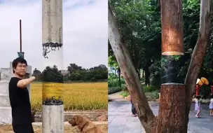 画家开启神操作!竟让稻田边电线杆断裂悬浮 网友看过后大呼神奇
