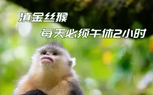 滇金丝猴每天必须午休2小时