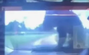 可怕！野生动物园黑熊爬上汽车拍打车窗压裂玻璃 车内孩子吓得大哭