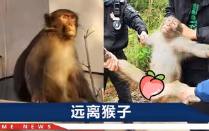 偷过菜、撵过狗，南京流浪猕猴归笼，救援队：它可能还有“同伙”