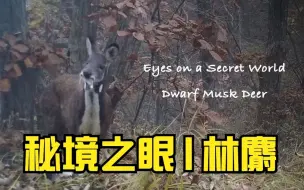 秘境之眼|林麝
