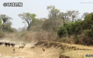 1对50！赞比亚500头水牛与10只狮子对峙