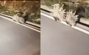 超萌！游客偶遇赶夜路的豪猪靠边一路小跑 网友：遵守交通规则