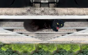 体验专业救猫后，记者发现一个更大“问题”！