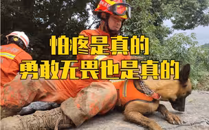 害怕打疫苗的搜救犬勇敢上前线了