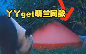 “北动”最新发布：丫丫从竹子堆中钻出来，玩上萌兰同款玩具！
