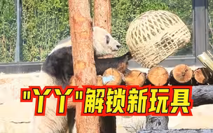 可可爱爱！“丫丫”解锁新玩具：竹笼