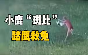 不可思议！美国公园一只小鹿拯救被鹰攻击的兔子