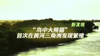 “鸟中大熊猫”黑脸琵鹭首次在黄河三角洲发现繁殖