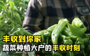 聚焦三农丨丰收到你家：蔬菜种植大户的丰收时刻
