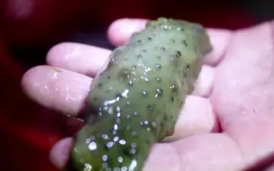 在日照，夏天的夜晚能干什么？当然是赶海！