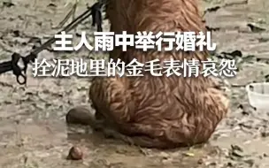 主人雨中举行婚礼 拴泥地里的金毛表情哀怨  拍摄者：怕它伤到小孩
