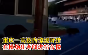 重庆一高校内野猪狂奔闯进宿舍楼，学校：已被野生动物救助站拉走