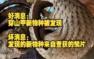 时隔百年新穿山甲物种被发现