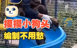 太萌啦！奶爸训练搜救犬幼崽坐滑梯 6个月后八成“哈基米”将获得编制