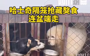 哈士奇跟藏獒抢食，藏獒输了