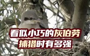 这种鸟捕猎时会把猎物刺穿在树上