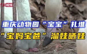 重庆动物园“宝宝”扎堆出生 满园“宝妈”“宝爸”溜娃晒娃