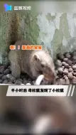 西湖边一只未睁眼的小家伙从树上掉了下来