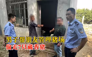 有内鬼！男子帮朋友管理猪场偷7只藏香猪：怕事情暴露主动辞职