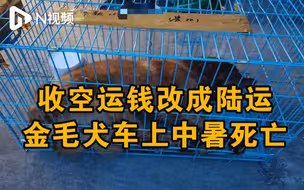 广州市监部门回应“收空运钱走陆运”致金毛犬死亡：已介入调查