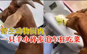 动物园小羊迈小碎步追车抢菜吃，游客：它们太热情，很努力追车