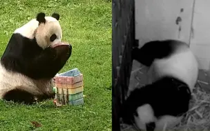 旅美大熊猫疑似怀了双胞胎！动物园开启24小时直播 网友们高兴坏了