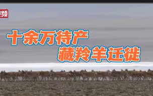 十余万待产藏羚羊迁徙：有爱相随 不惧猛兽追踪