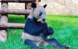 大熊猫“丫丫”现在状态咋样？最新视频来了！