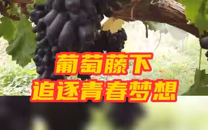 “95后”新农人：葡萄藤下追逐青春梦想