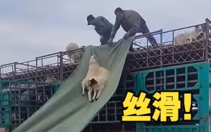 牧民用帆布做滑梯让小羊安全着陆