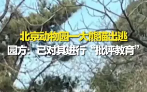 北京动物园一大熊猫越狱 工作人员拦截后对其进行“批评教育”