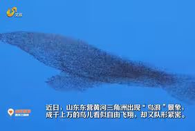 壮观！被东营的“鸟浪”震撼了