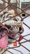 东北的冬天有多冷，问问虎哥就知道了